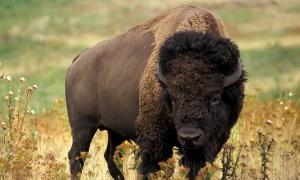 Espèce animale rare - bison